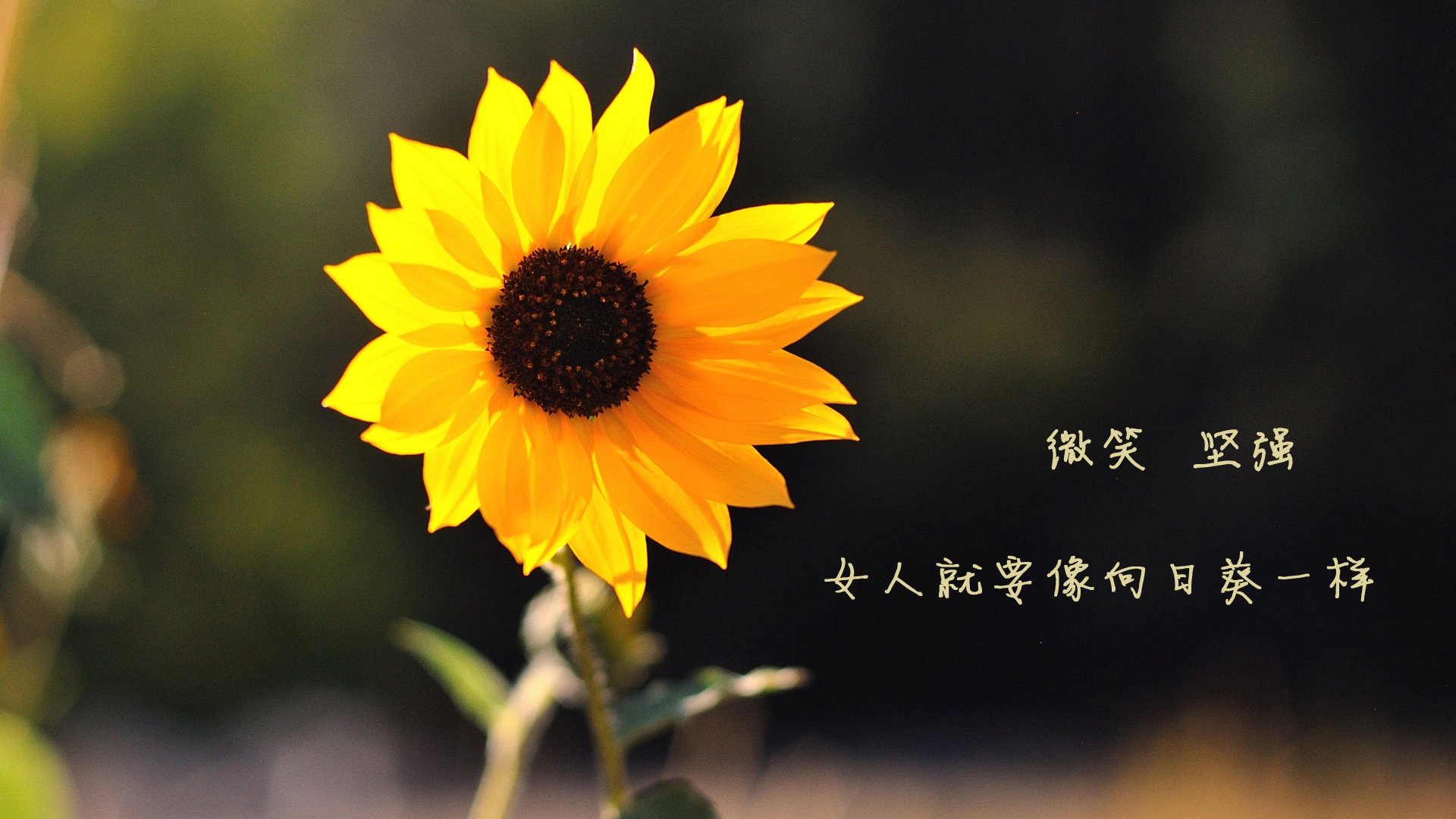 中国篮球未来能否靠本土力量崛起，中国篮球会崛起吗