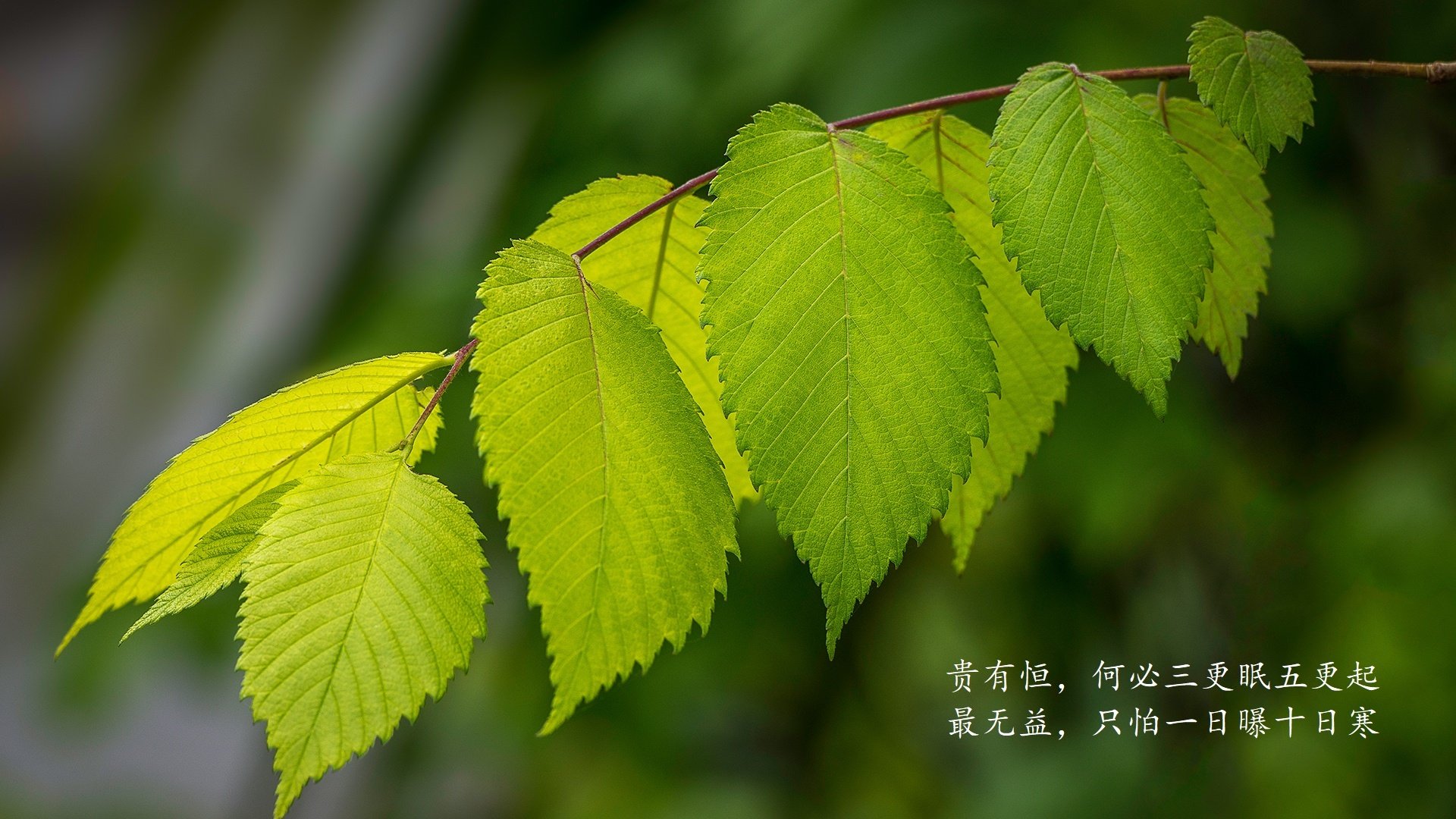 埃及赛制解析：如何通过合理分组提高比赛公平性，埃及乙组联赛比赛结果