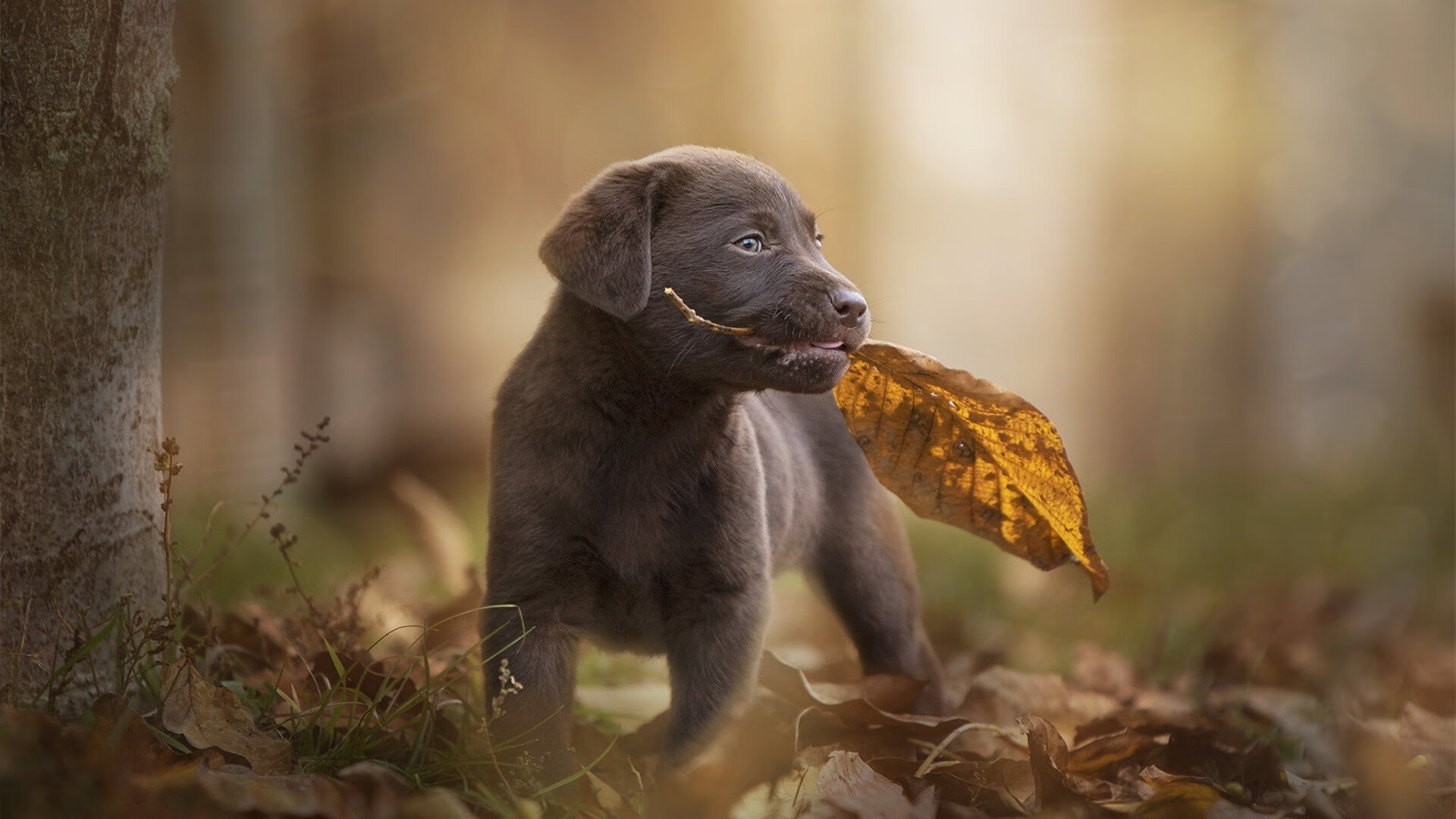 新疆男篮全员轮换保持高强度对抗水平，新疆男篮颜值担当