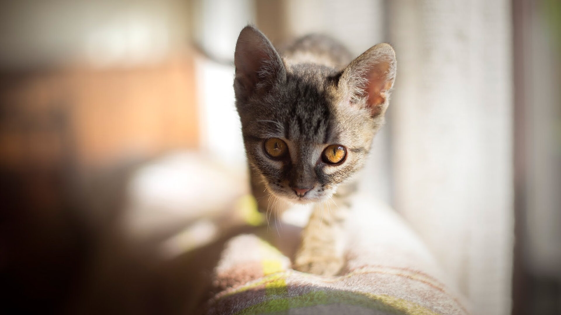 队内战术会议如何提升比赛执行效率，比赛战略战术