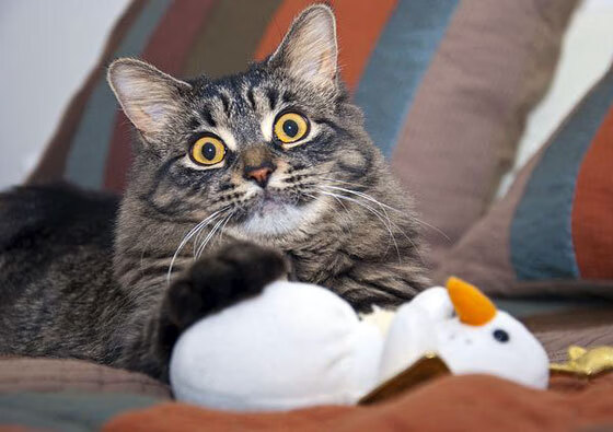 掘金集训营引入沉浸式视觉模拟提升判断力,掘金计划是什么意思