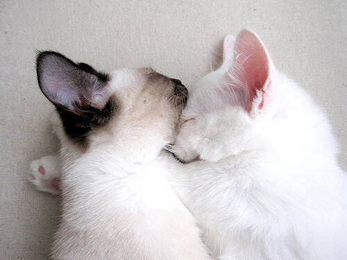 开云体育APP下载-蝶泳新星带动希腊整体水平提升，蝶泳示范视频