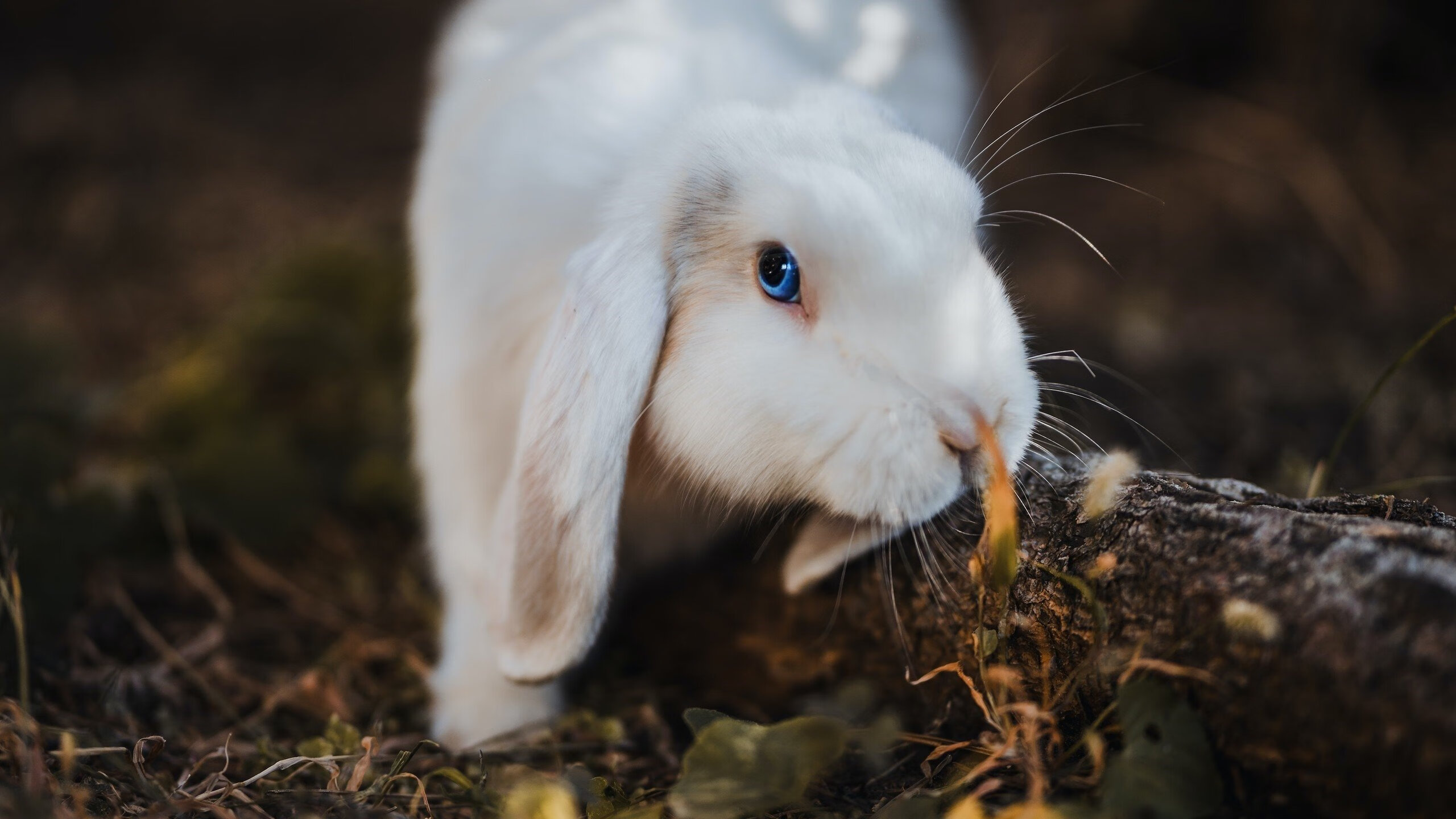 开云APP-贝宁男篮在非洲预赛中拼搏，争取奥运席位，非洲贝宁回国