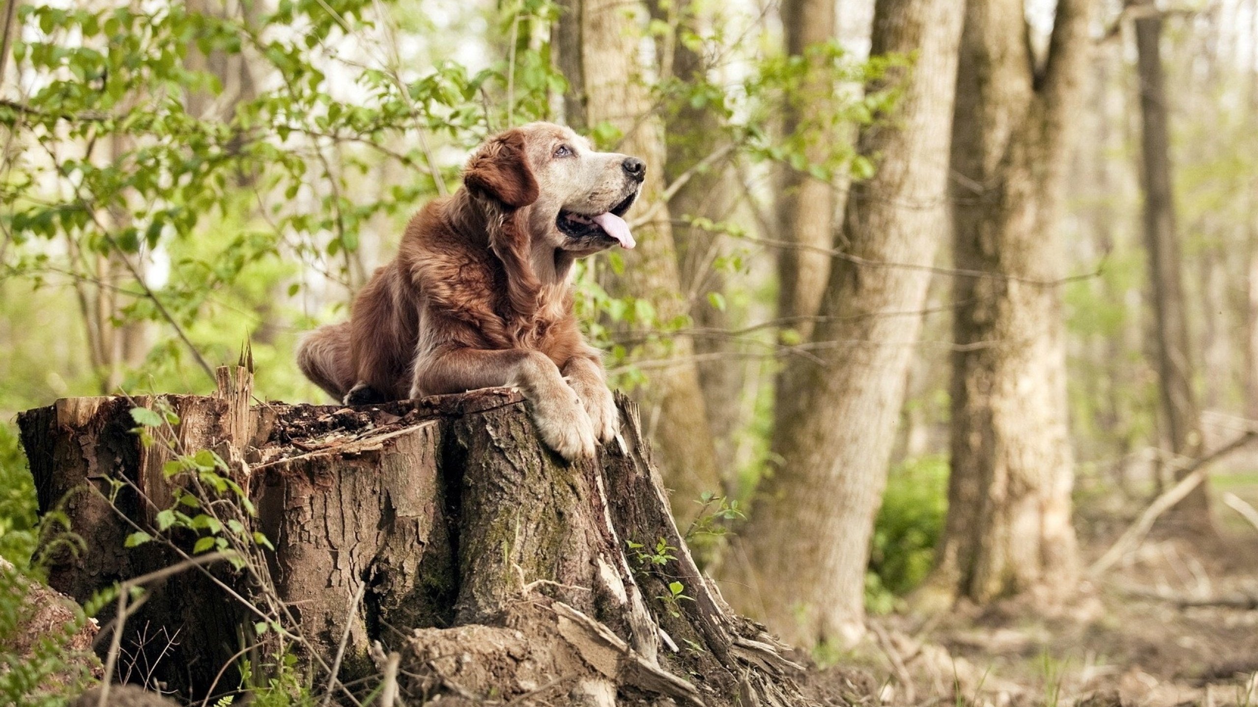达里尔·基:凭借精准的场上判断,他为全黑队进攻提供了重要保障